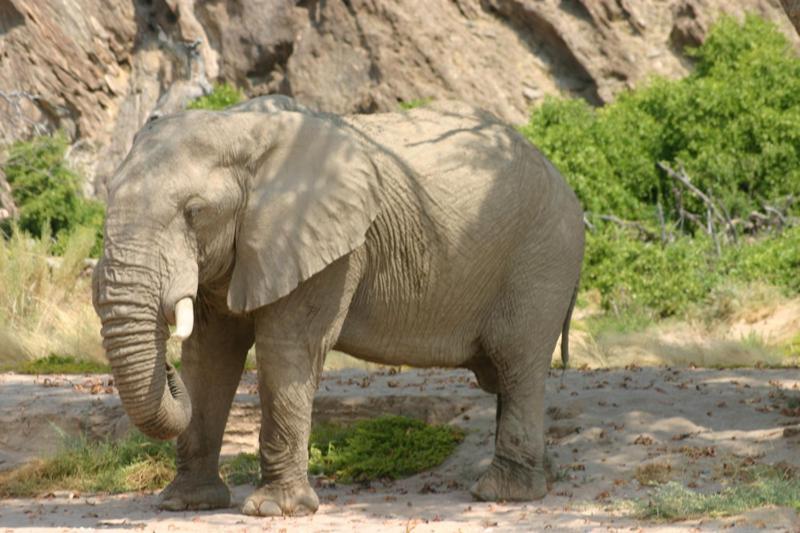 Fort Sesfontein Lodge & Safaris المظهر الخارجي الصورة